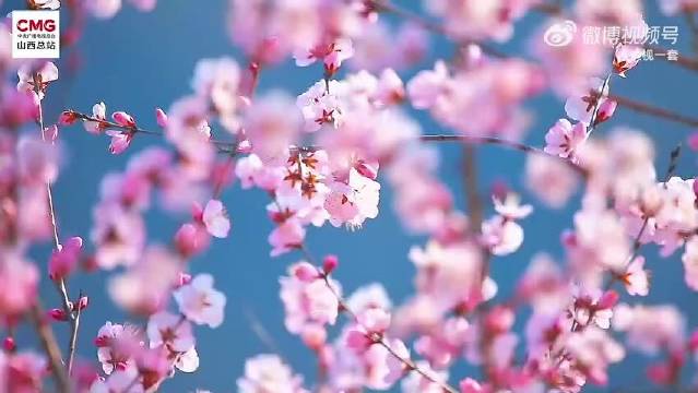 山西夏县黄河岸畔山桃花盛放，繁花野鸭共绘春日生态画卷