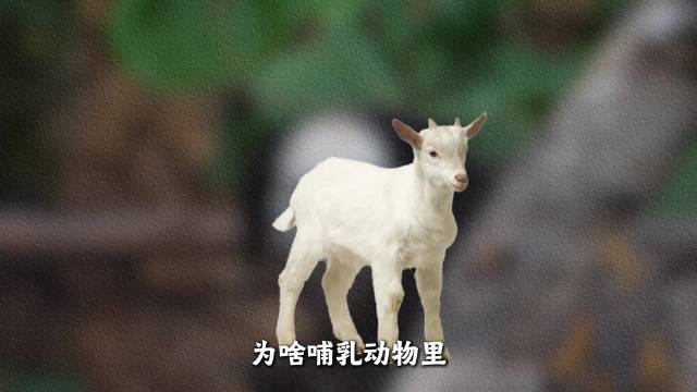 地球这么大，为什么没有绿色的哺乳动物？