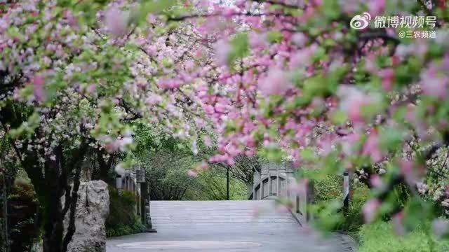 成都棠湖公园海棠盛放成毅歌声伴春光