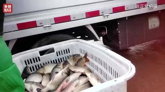 央视曝光活鱼运输添加麻醉剂乱象