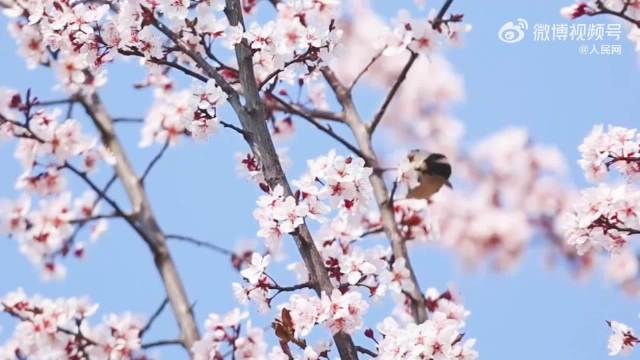 南京玄武湖繁花盛开春意浓