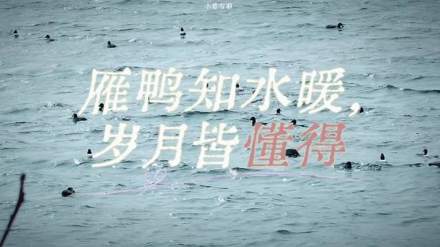 周末观鸟vlog记录鸭雁掠过湖面瞬间