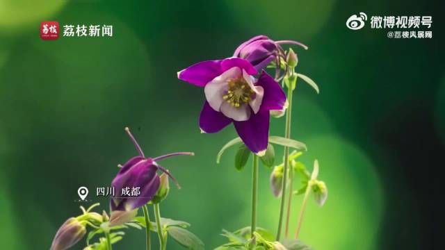 原来春天是这样一点点绽放的