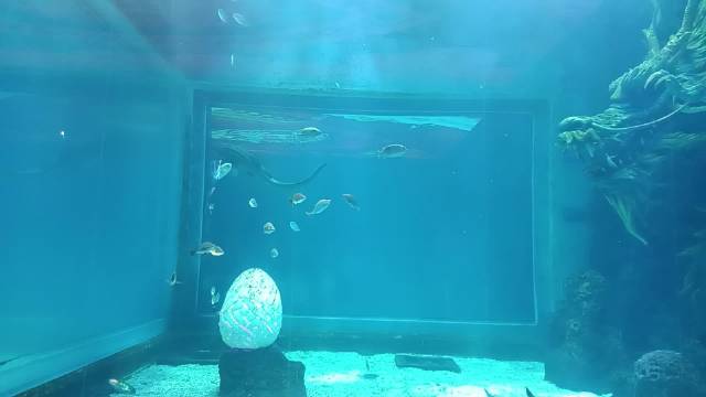 张凌赫带娃观看美人鱼表演，孩子全程欢呼入迷