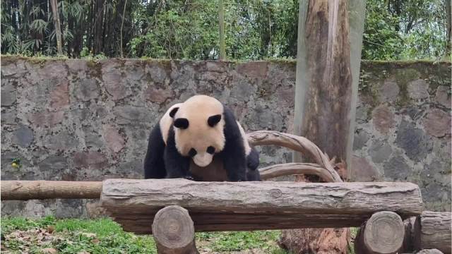 大熊猫蕊蕊贤贤崽互动萌态引关注