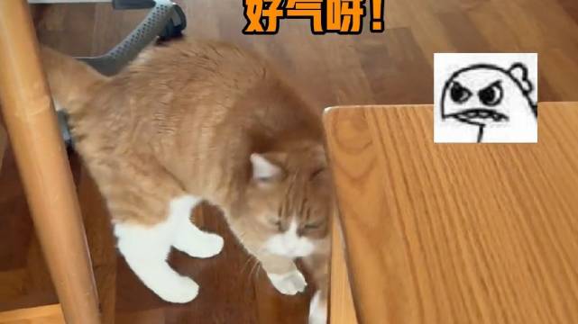 papi酱猫咪小咪生气模样引关注