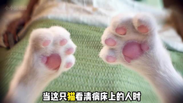 灵魂互换后，他变成了一只猫 心灵奇旅