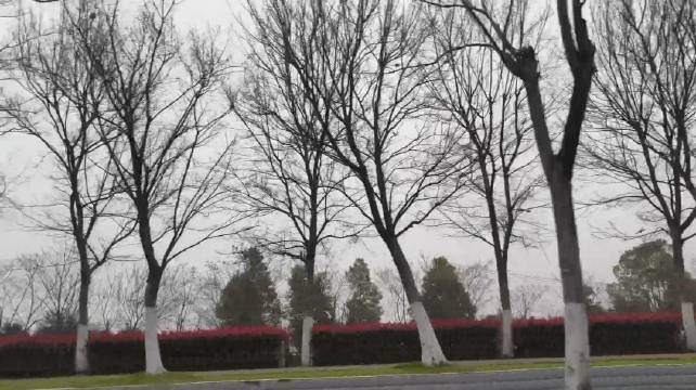 武汉晨雾细雨迎春色，路人奔波听歌启新周