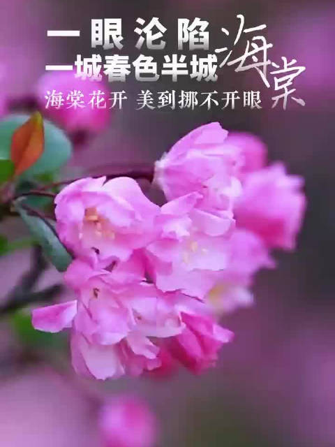 被合肥海棠花惊艳到了合肥都美成啥了