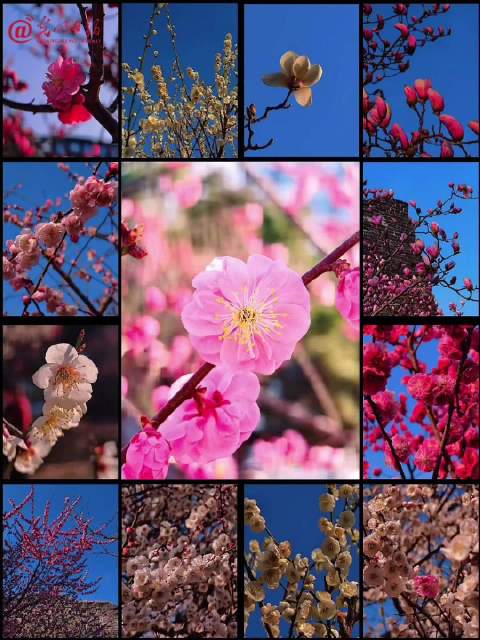 明城墙遗址公园的花都开好了