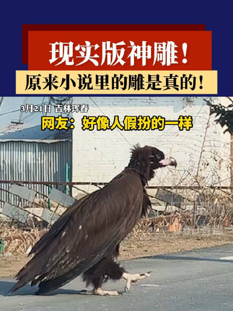 巨雕现身引网友热议，金庸笔下神雕成真