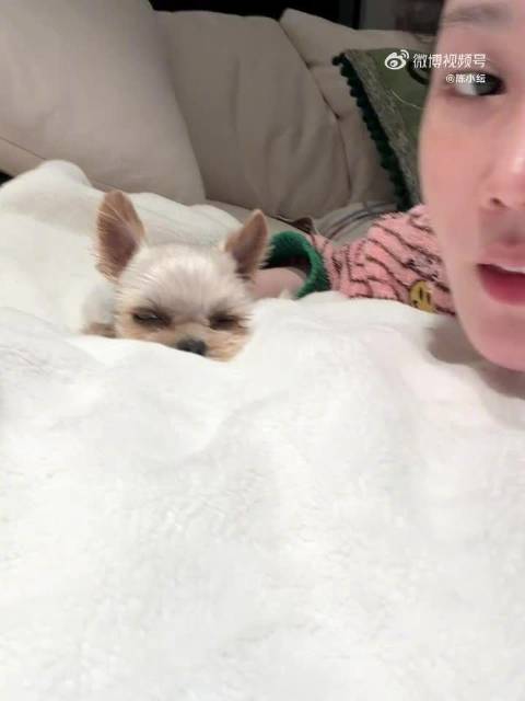 陈小纭为四只小狗庆小狗日，夸赞其镜头感十足