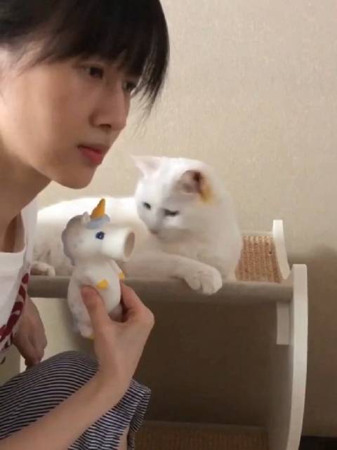 papi酱与爱猫大咪首次合拍成功