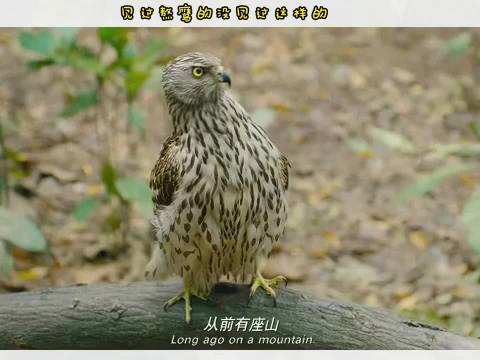 这鹰给你两熬得有意思