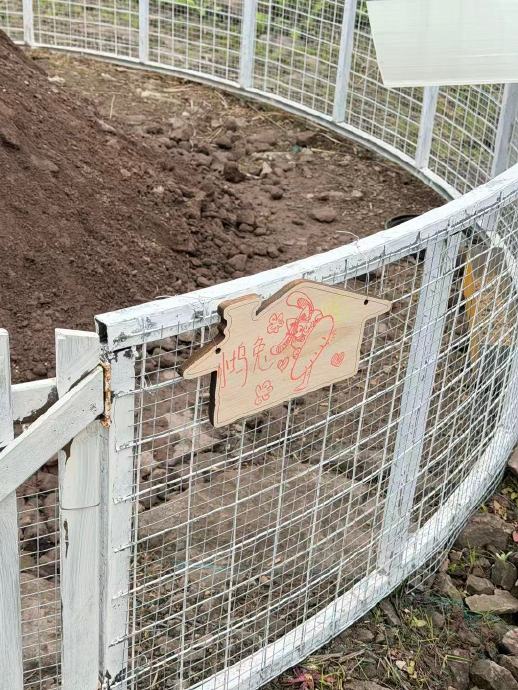 徐若晗在《五十公里桃花坞》第六季中具体负责饲养哪种小猪？