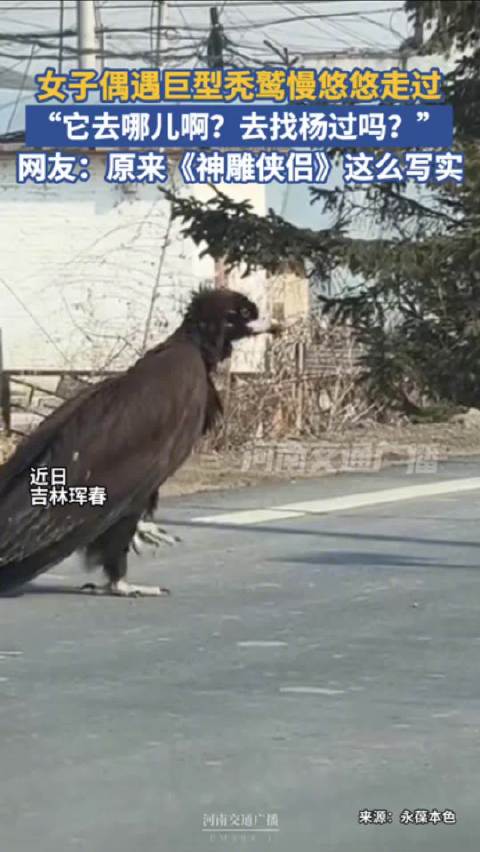 女子偶遇巨型秃鹫慢悠悠走过