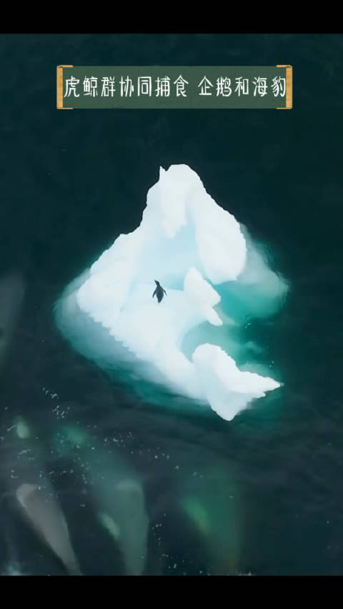 企鹅遭虎鲸围猎上演海洋版速度与激情