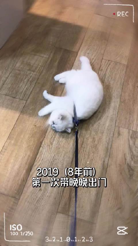 晚晚的第八年，从社恐小奶猫变成了出门就撒欢的街溜子