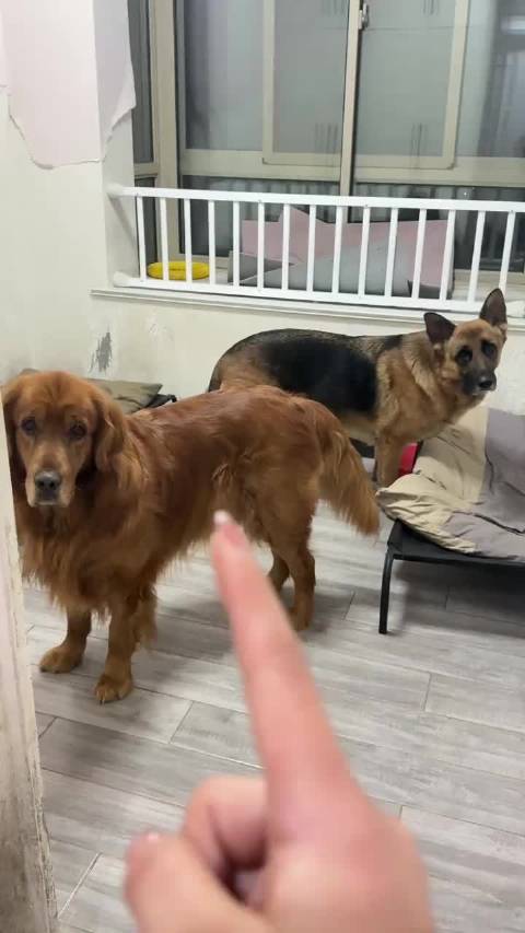 录完视频才发现仔仔一直提示我盆里没水了，误以为它在闹脾气