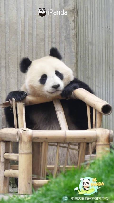 大熊猫乖巧至极