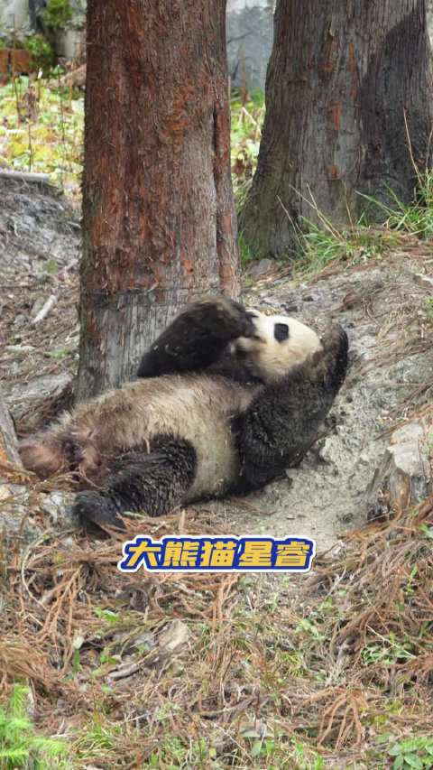 大熊猫星睿泡澡变脏脏熊，母亲娜娜父亲芦芦