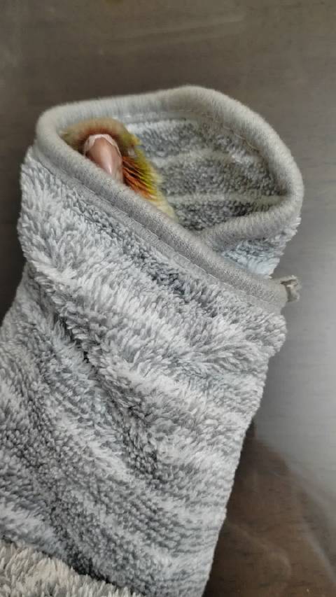 阚清子晒小鹦鹉乖巧入睡视频，被细狗喷嚏惊醒