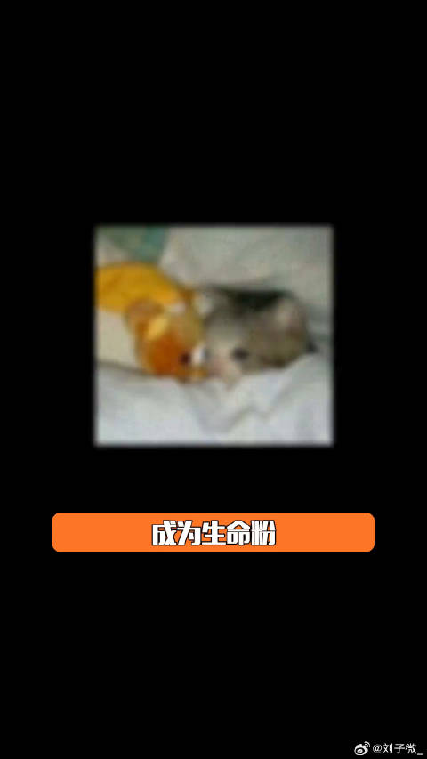 后来，我也成为了生命粉 成龙 捕风追影