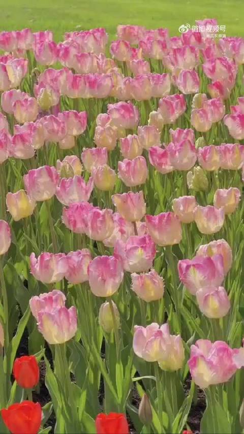 杭州太子湾郁金香盛开，成毅歌声伴花香