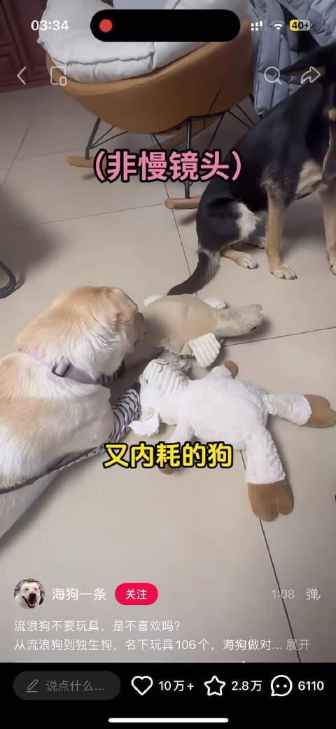 无意狗塑娜娜但是怎么长得一模一样