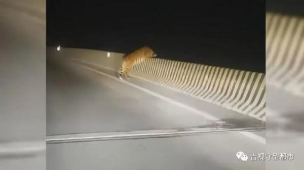 男子偶遇“迷路虎”,趴着护栏在找路