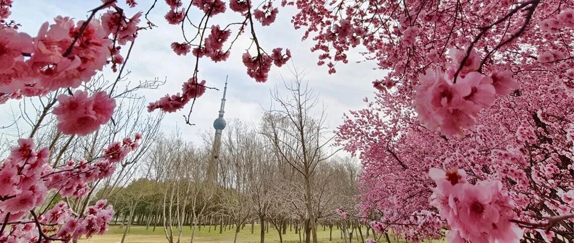 【晚安焦作】蓝天作底 繁花为画 这是春天最动人的作品
