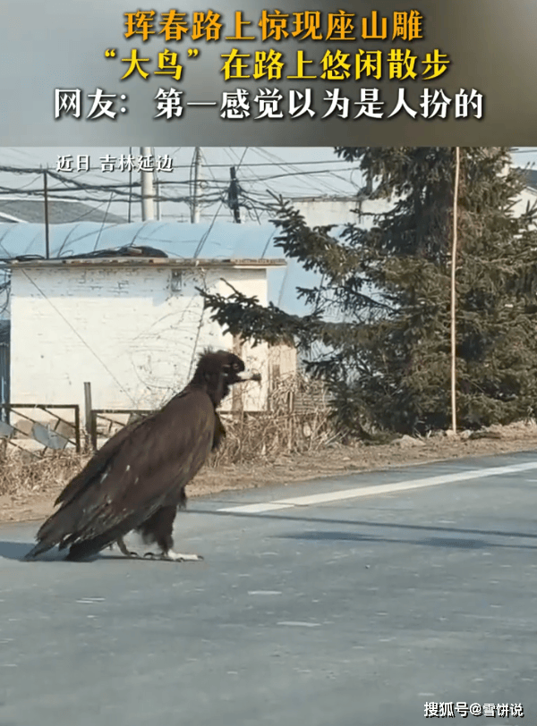 网友开车偶遇座山雕过马路,走起路来偷感十足