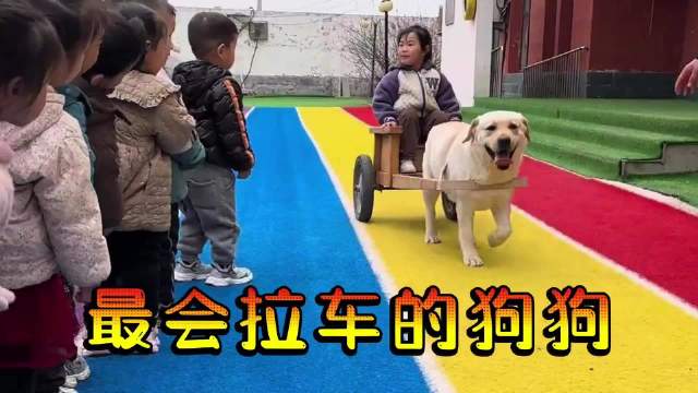 狗狗接小朋友放学，让小朋友成为最靓的崽，让一众豪车黯然失色