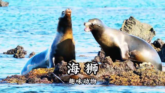 第46集，海狮做梦都没想到，鱼会送货上门