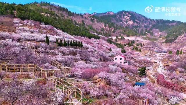 崂山樱桃花开满山谷，成毅歌声伴花海