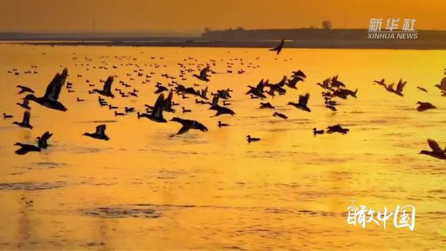 瞰中国｜内蒙古：北归候鸟携春来