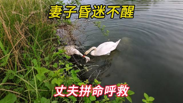 雌白天鹅沉睡雄天鹅守护轻唤盼其苏醒