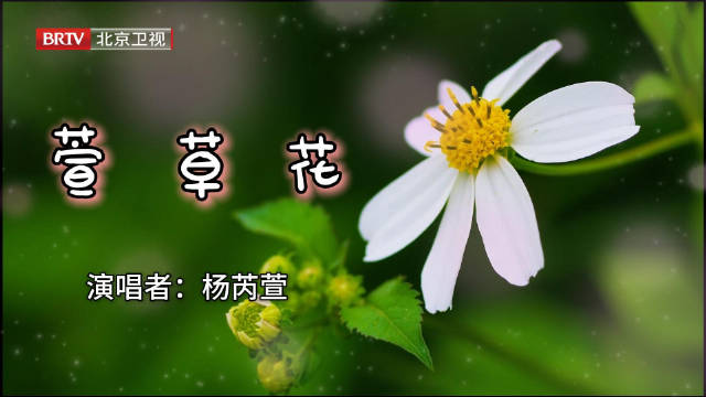杨芮萱献唱《萱草花》传递春日温暖