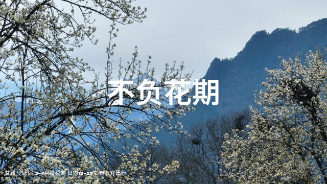 资深旅行者再赴丹巴追梨花，十年赴约藏寨春色