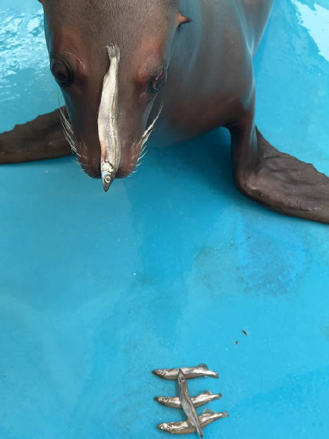 爱梅：这小鱼什么意思？