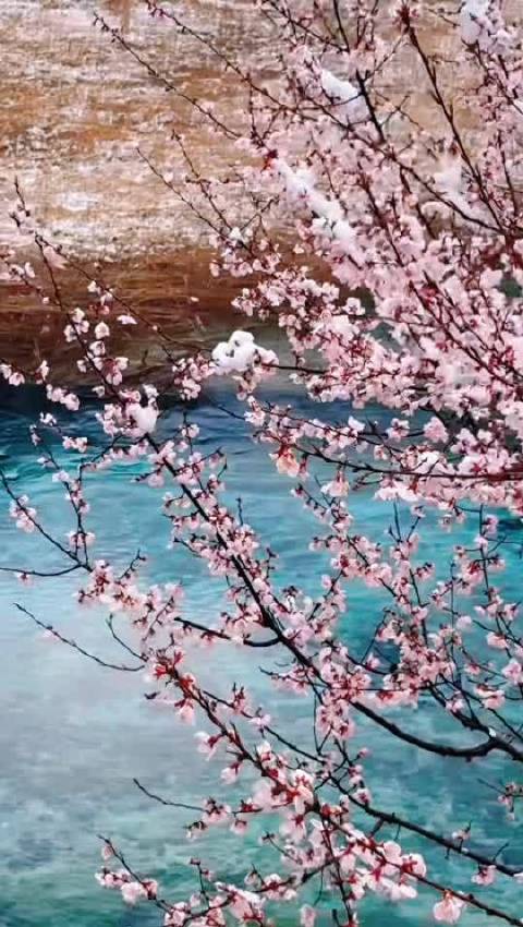 刘畊宏刘德华等明星云游九寨沟赏春景