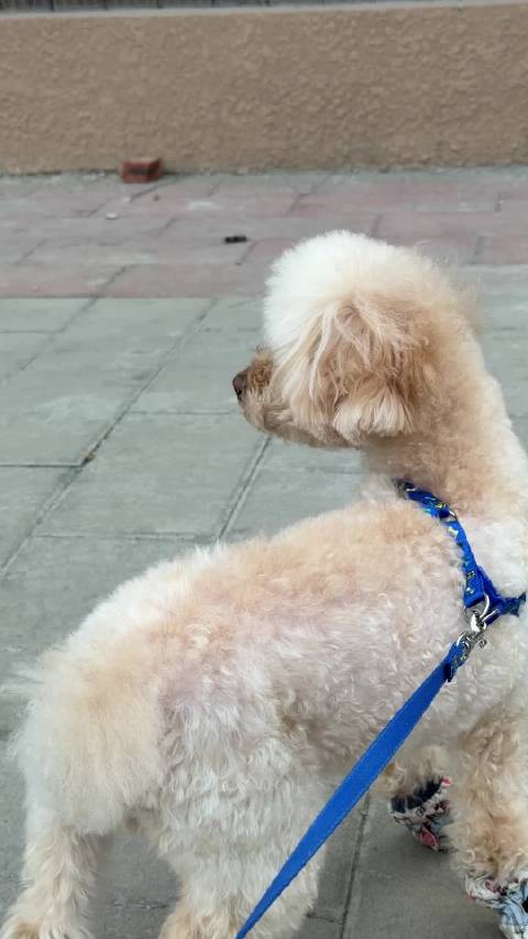 任嘉伦称宠物是家人