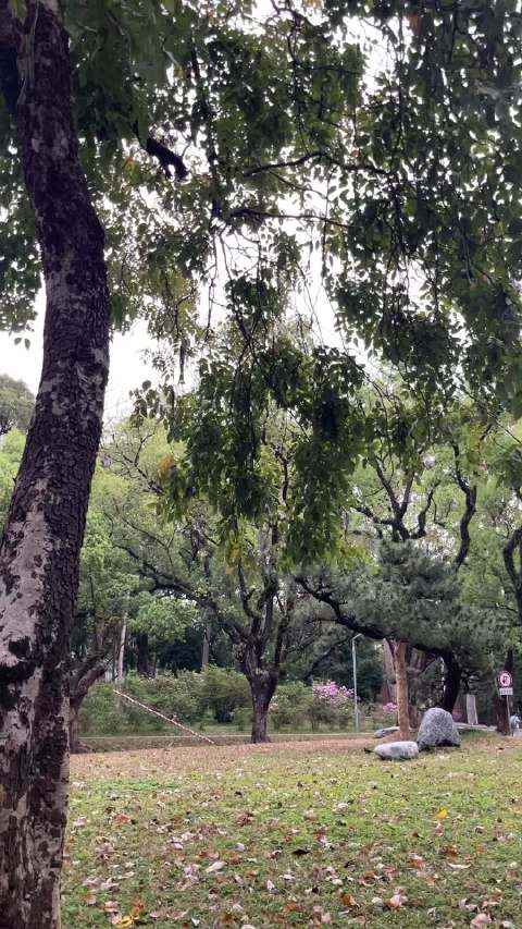 红豆生南国 王菲《红豆》（《完美假妻168》电影主题曲）