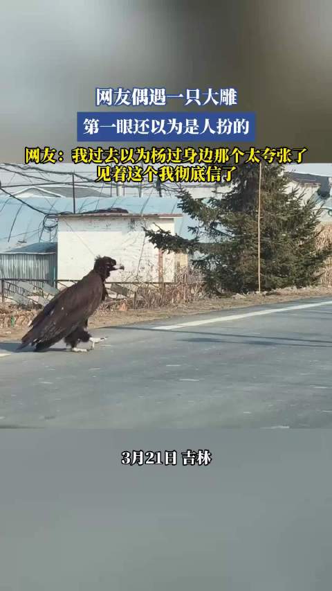 网友偶遇巨型大雕惊叹神似杨过神雕