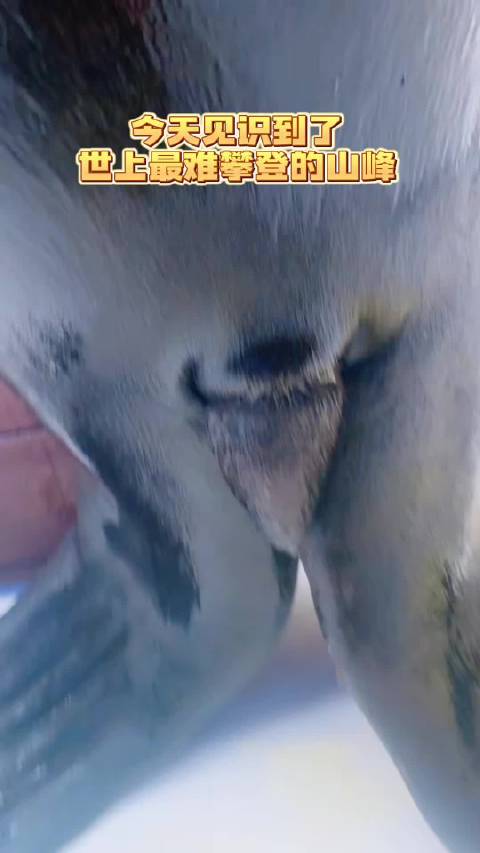 皇家海洋乐园海狮卖萌治愈游客