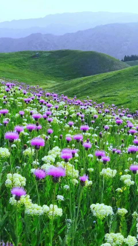 心善则美心纯则真，持平常心领悟生活