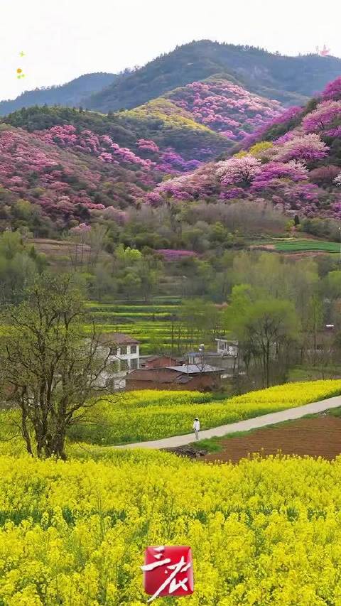 陕西汉中油菜花紫荆花盛放，金黄粉紫交织如画