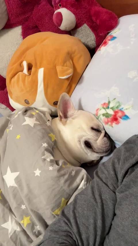 河鱼喜欢这狗种是因为睡着也能听摩托吗