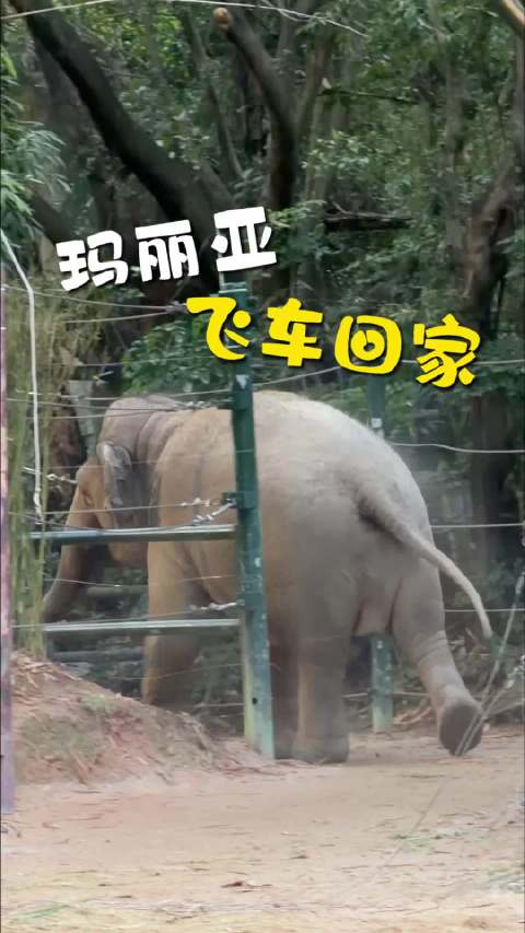 玛大头闻象吼疾驰回家，象园内群情沸腾
