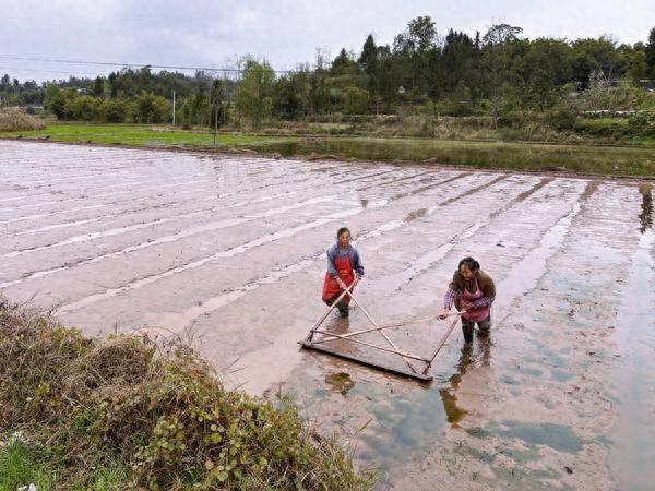 3月18日，四川省广安市广安区石笋镇亮垭村的规模种植户正在平秧田。罗虎/摄